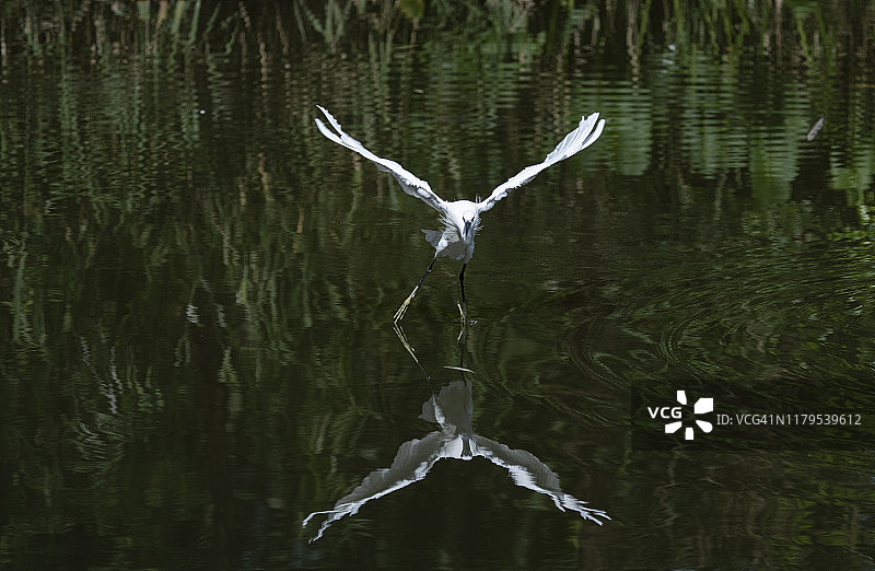 在湖面上飞翔捕食的小白鹭图片素材