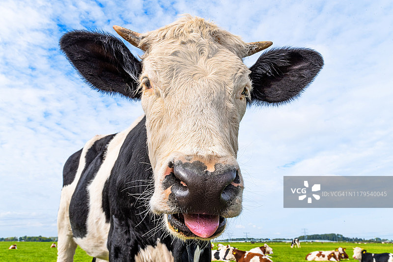 奶牛吐舌头特写图片素材