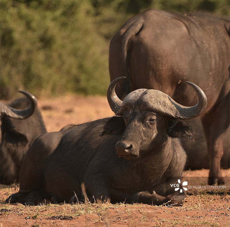 放松的水牛图片素材