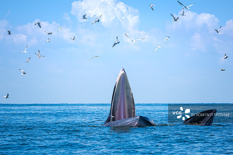 泰国湾的布氏鲸概念摄影图片素材