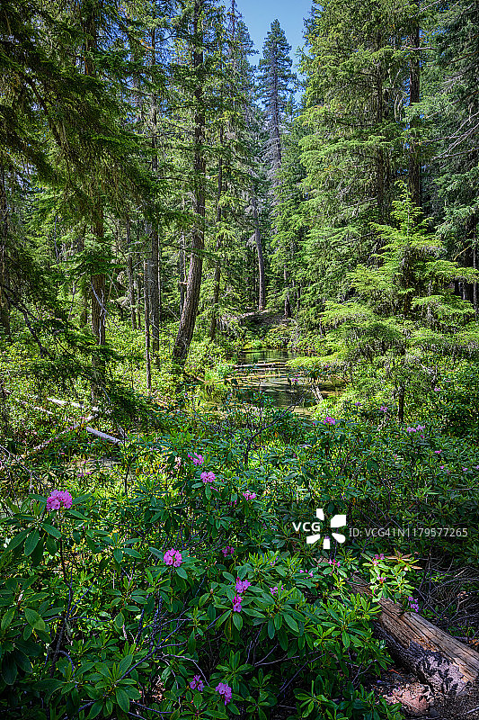 俄勒冈温普夸国家森林杜鹃花丛图片素材
