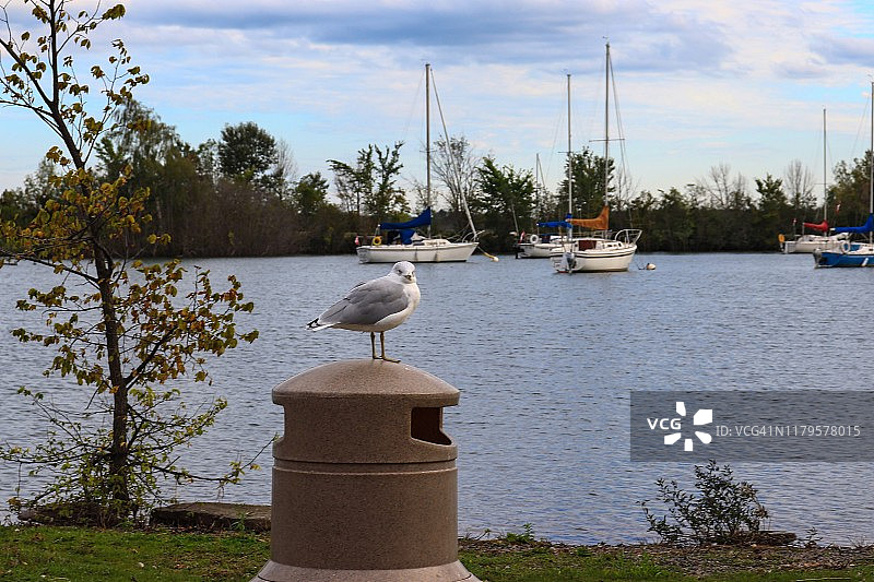 加拿大安大略省苏圣玛丽市贝尔维尤公园/圣玛丽斯河上的环嘴鸥图片素材