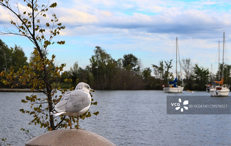 加拿大安大略省苏圣玛丽市贝尔维尤公园/圣玛丽斯河上的环嘴鸥图片素材