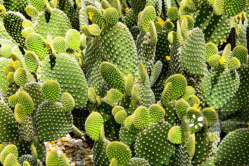 名为天使之翼仙人掌的沙漠仙人掌植物图片素材