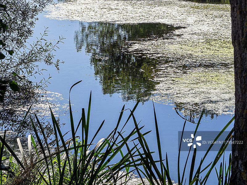 水面自然背景或纹理，漂浮着藻类、浮萍，反射着树木和阳光图片素材