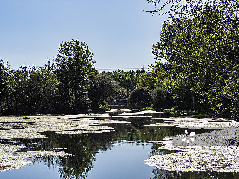 托尔梅斯河风景，水面有海藻或浮萍，岸边有柳树、赤杨和白杨，树木倒映在水面上图片素材