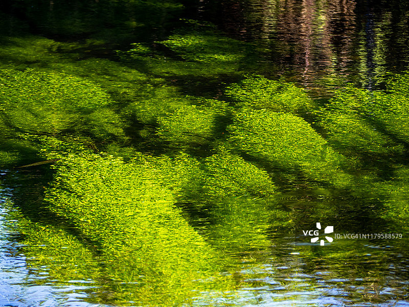 水的自然背景或纹理，绿色藻类，石头以及树木和阳光的倒影图片素材