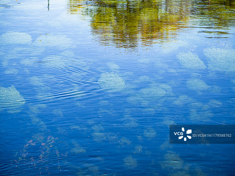 水的自然背景或纹理，绿色藻类，石头以及树木和阳光的倒影图片素材