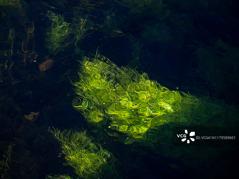 水的自然背景或纹理，绿色藻类，石头以及树木和阳光的倒影图片素材