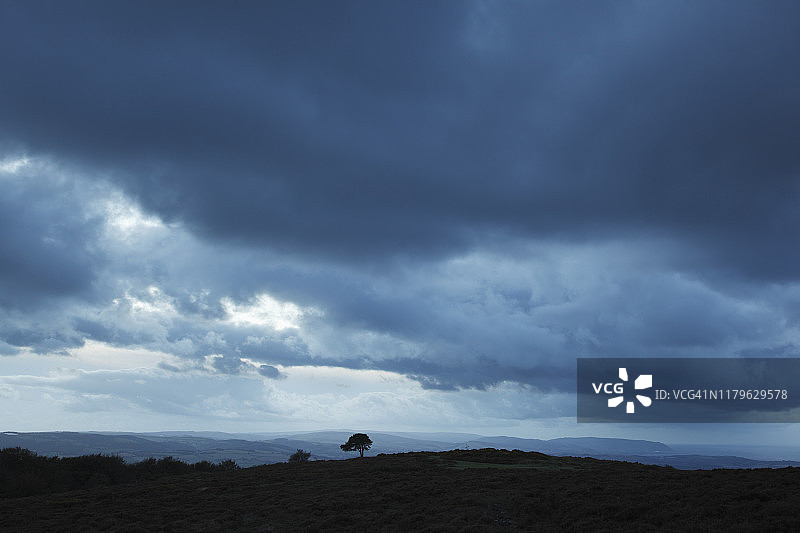 暴风雨天空下的孤松图片素材