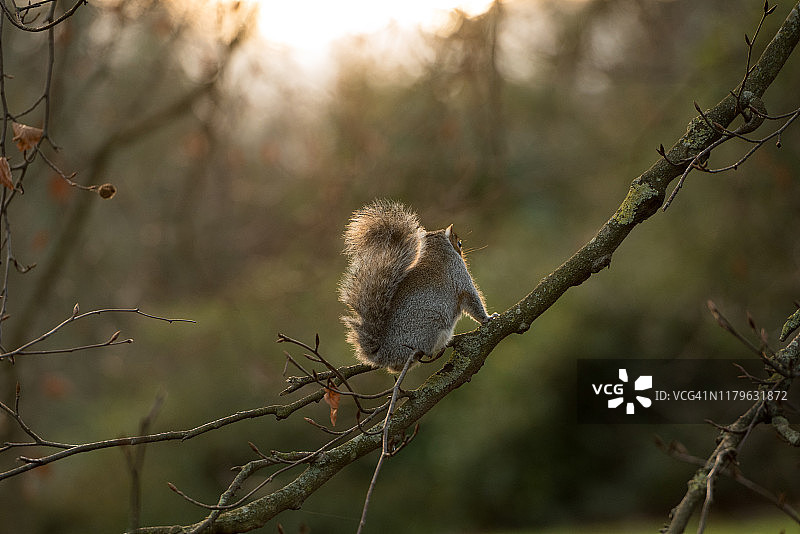 英国苏格兰爱丁堡王子街花园日落前坐在树枝上的棕色松鼠图片素材