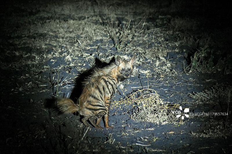 罕见的条纹鬣狗在肯尼亚茨沃国家公园的夜间游猎中被发现图片素材