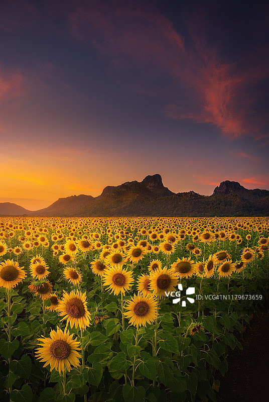 日落时分山丘向日葵田园风光图片素材