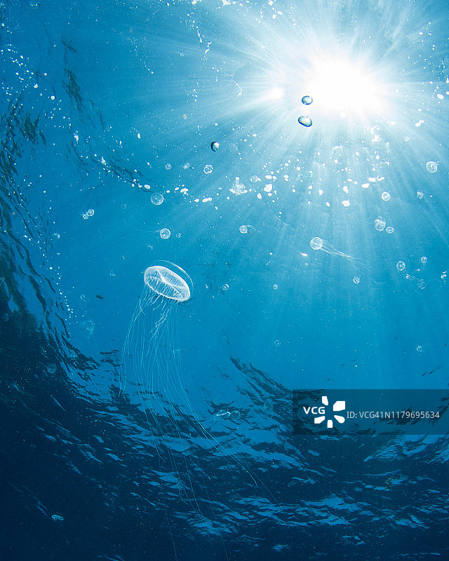 荷属安的列斯群岛萨巴岛的水母图片素材