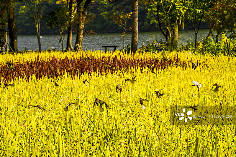 韩国加平南怡岛稻田和鸟类的秋景图片素材