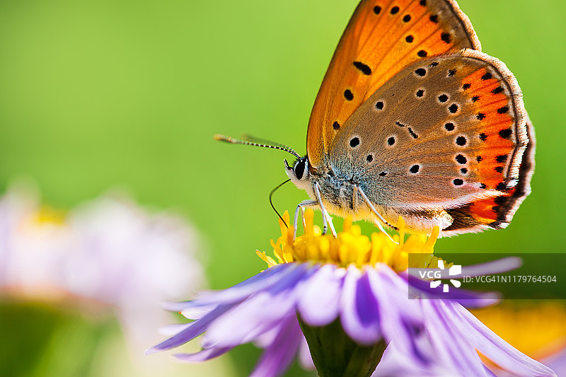 豹纹蝶和山地紫菀特写图片素材