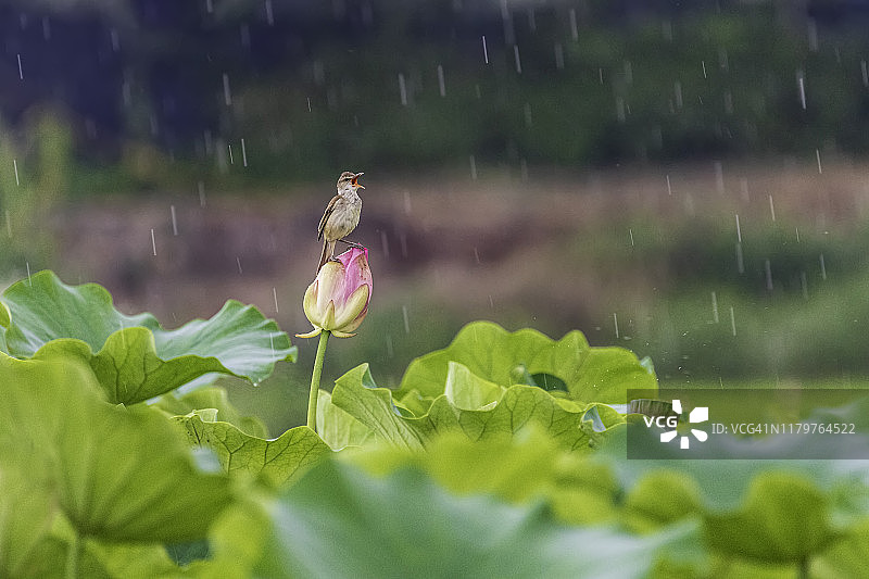 荷花和苇莺图片素材