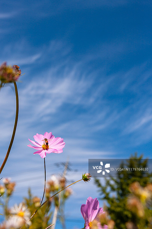 宇宙的花图片素材