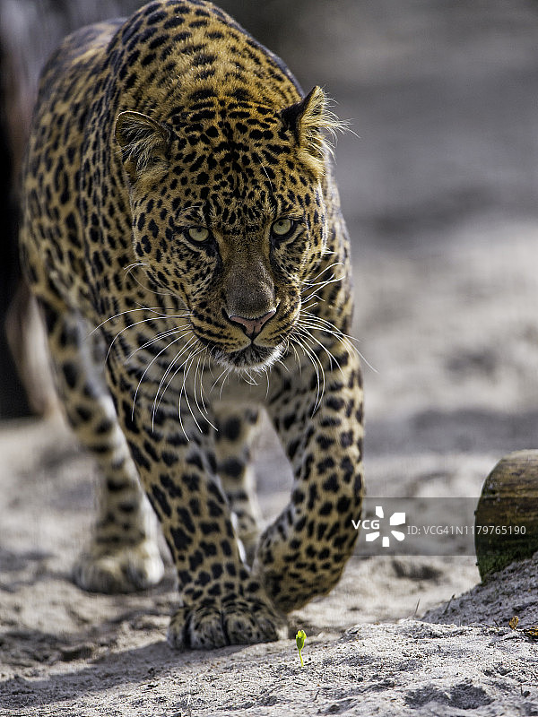 行走的豹子图片素材