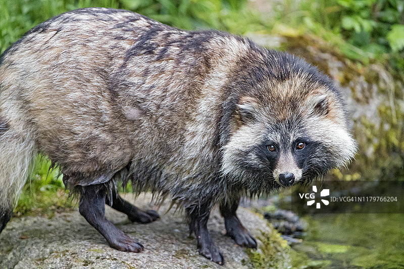 石头上的貉子图片素材