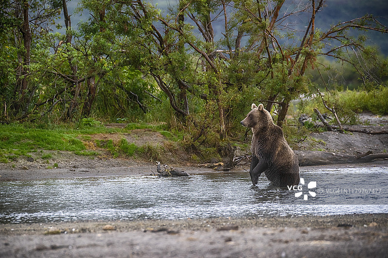 棕熊在堪察加半岛库页湖观察鲑鱼图片素材