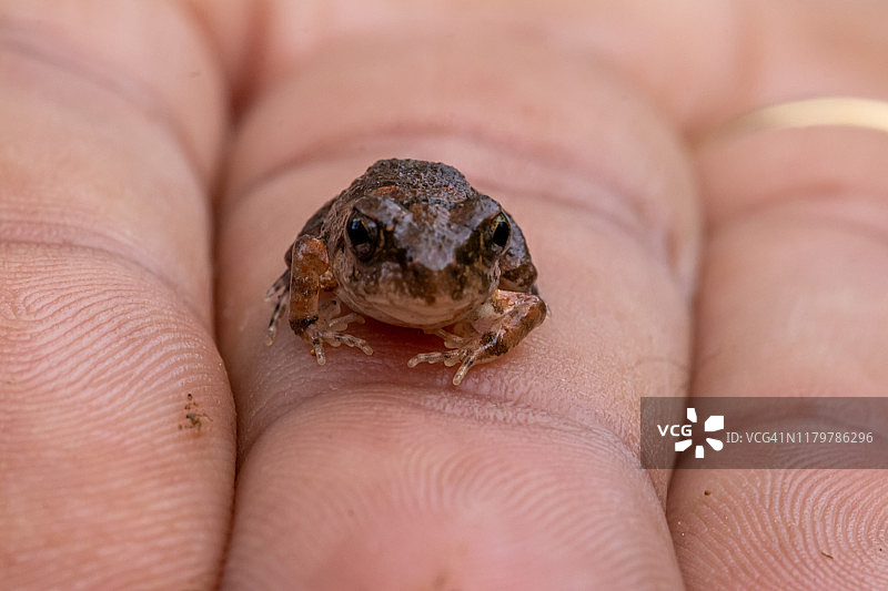 可爱的小青蛙坐在手掌上图片素材