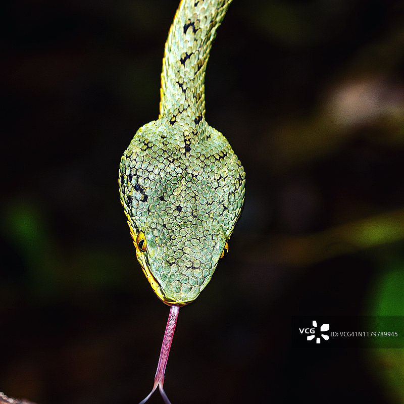 （竹叶青蛇）展示舌头的竹叶青蛇图片素材