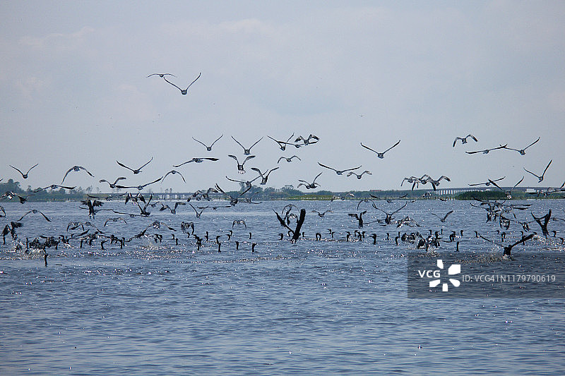 泰国塔勒诺伊湖受保护湿地的飞鸟图片素材