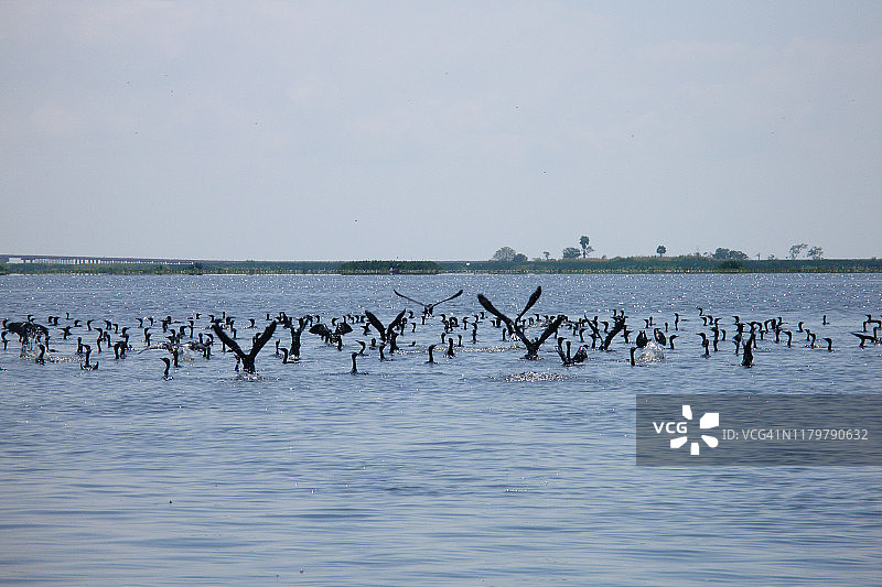 泰国塔勒诺伊湖受保护湿地的飞鸟图片素材
