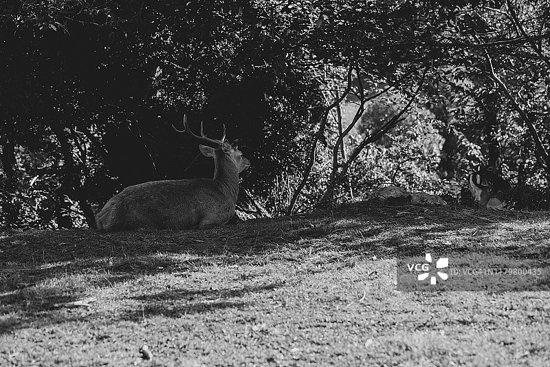 马鹿图片素材