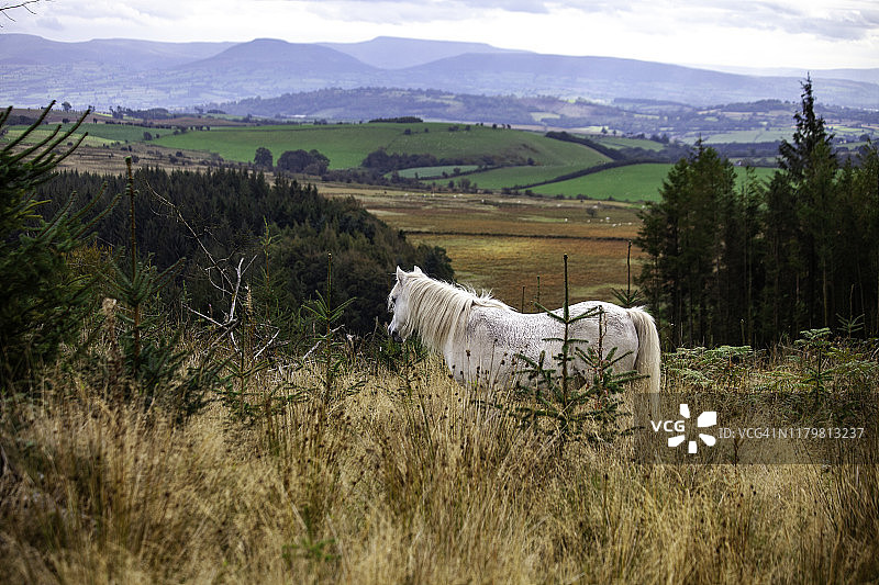 秋日山坡上的威尔士矮种马图片素材