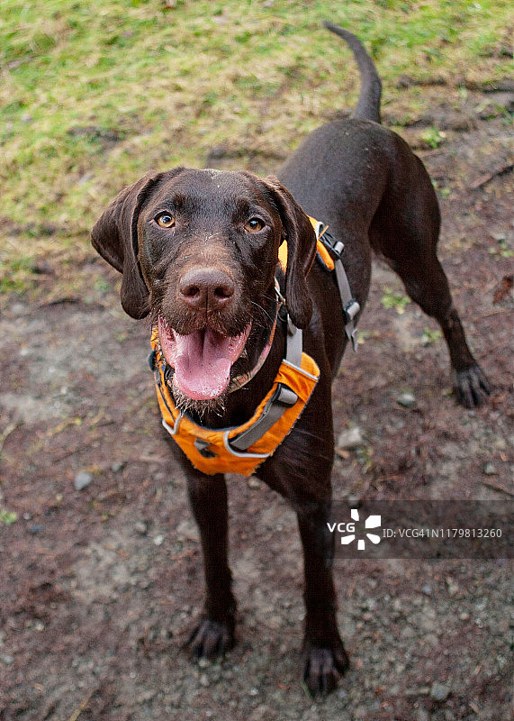 快乐的泥泞小狗图片素材