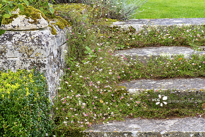 Erigeron karvinskianus，小雏菊一样的花生长在古老的石阶，也被称为Fleabane图片素材