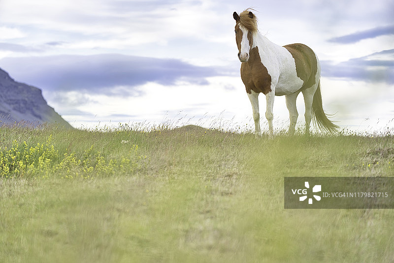 夏季冰岛马图片素材
