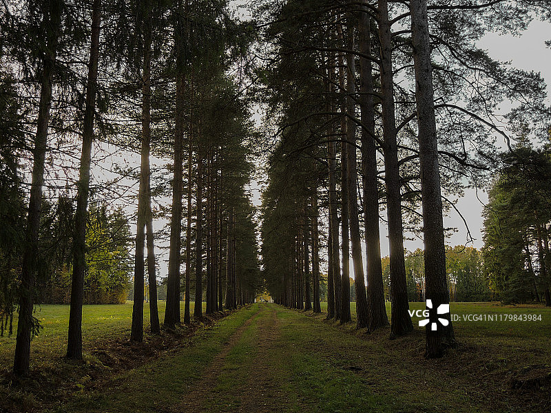 秋季松树林小路图片素材