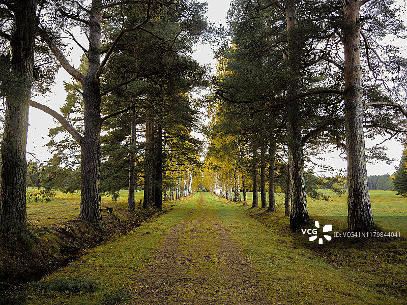 秋季松树林小路图片素材