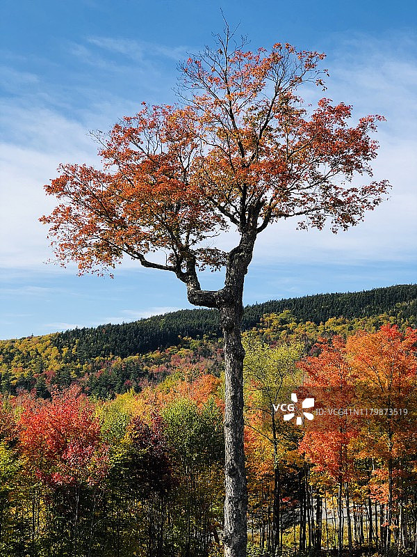 美国新罕布什尔州Kancamangus公路沿线的秋叶图片素材