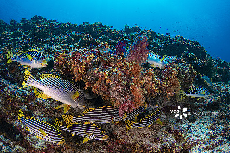 线纹胡椒鲷和东方胡椒鲷-帕劳，密克罗尼西亚图片素材