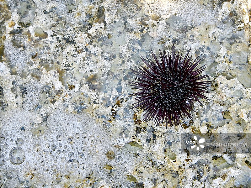 在水边的紫色海胆图片素材