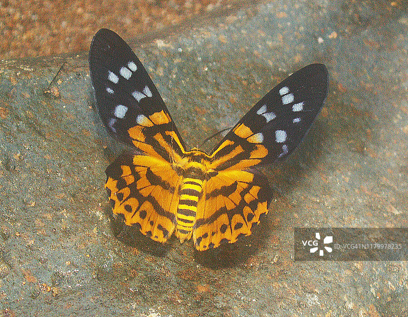 条纹蛾图片素材