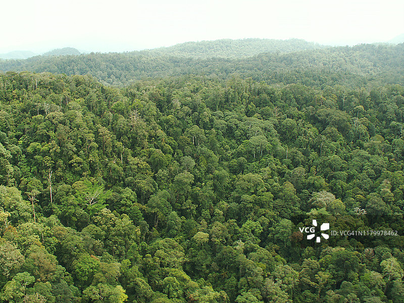 苏门答腊热带雨林图片素材