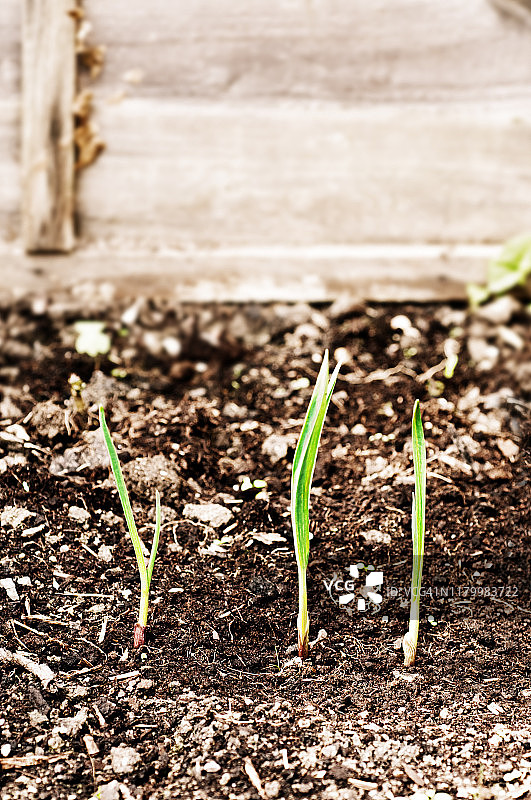 蒜苗图片素材