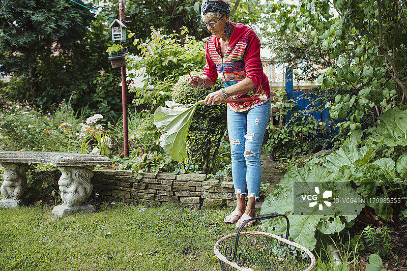 切割大黄的叶子图片素材