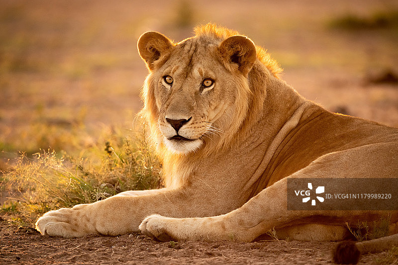 逆光雄狮特写图片素材