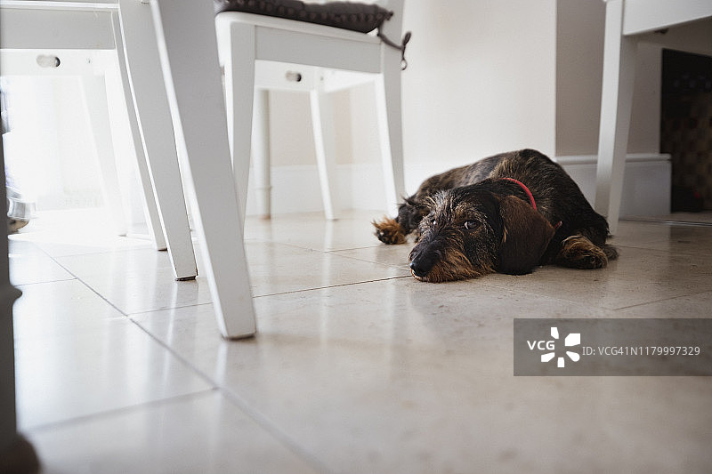 达克斯猎犬图片素材