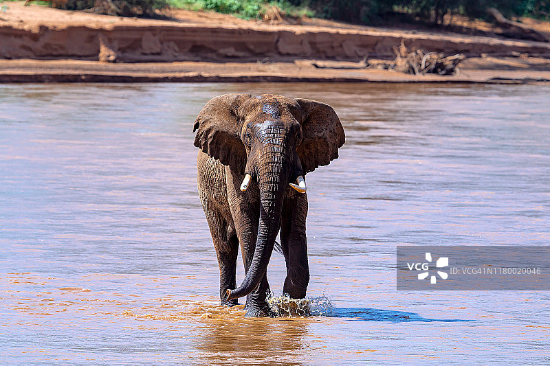 在埃瓦索尼罗河喝水的大象（逆光）图片素材