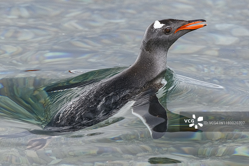 南极半岛内科港的巴布亚企鹅图片素材