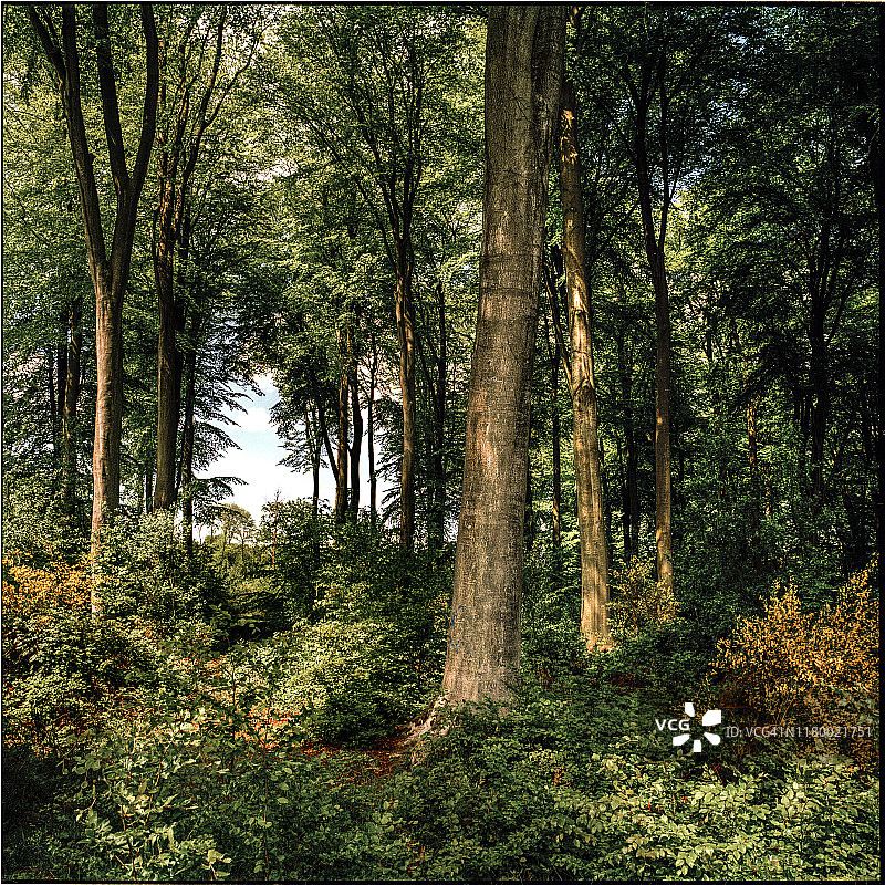 里昂森林03图片素材