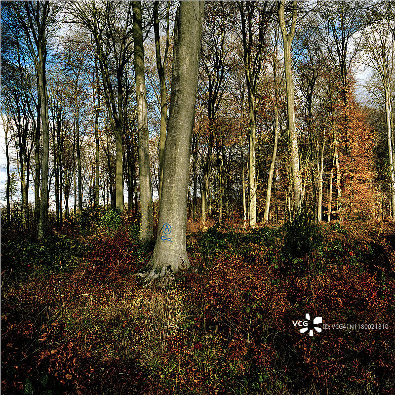 04-绿色森林图片素材