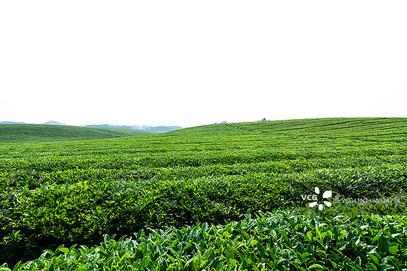 中式茶园图片素材